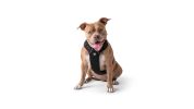 GF PET Travel Harness -Black